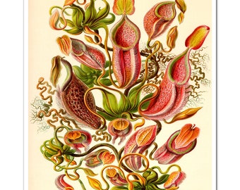 Botanical Print, Botanical Poster, Ernst Haeckel Nepenthes Illustration, Botanical Wall Art, Venus Flytrap, Pitcher Plant, Carnivorous Plant