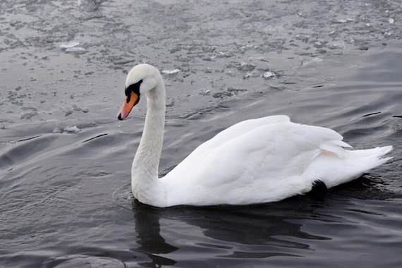 Graceful Swan on icy water, swan photography, animal photography, wildlife photography,swan art, swan decor, swan print, pond photography
