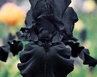 Hello Darkness, Tall Bearded Iris