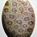 Indonesian Fossilized Coral Cabochon (H-027)