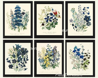 BOTANICAL Print SET of 6 Art Print Loudon Antique Blue Delphinium Campanula Flower Chart Summer Plant Nature to Frame Home Decor Garden
