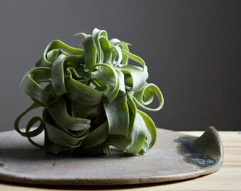 Tillandsia Streptophylla // UNUSUAL Curly Air Plant