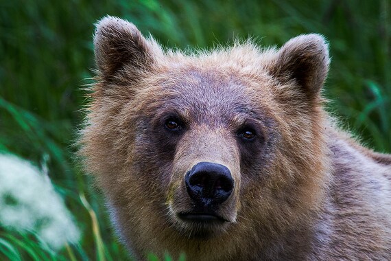 Alaska Photography Grizzly Bear Photo Print 8x10 And
