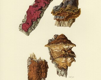 Vintage lithograph of alder bracket, wood-decay fungi, oak curtain crust from 1963