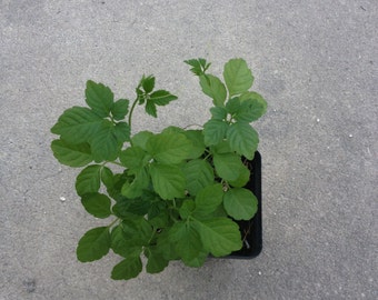 Gynostemma pentaphyllum live plant