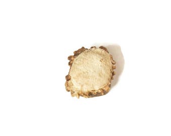 Deer Antler Burr / Shed Antler / Natural Antler