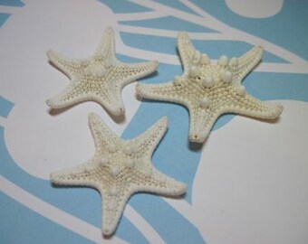 3 Mini Knobby Starfish - White Starfish Sea Stars