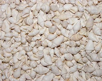 White Nassa Columbella Shells Case Pack 500