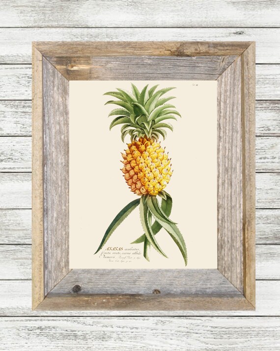 Vintage Botanical Pineapple Printable