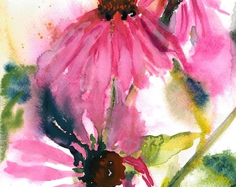 Echinacea/Purple Cone Flower/Watercolour Coneflower