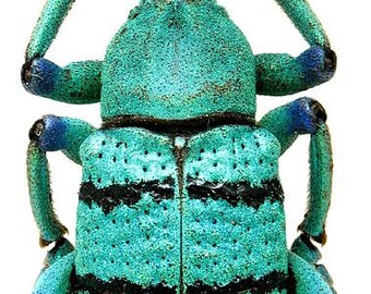 Real Turquoise Weevil Beetle, Eupholus schoenherri petiti