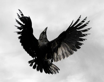 Crow, Animal Photography, Bird Photography Art Print, Fine Art Photography