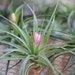 Stricta Air Plants - 3 Pack - FREE SHIPPING!