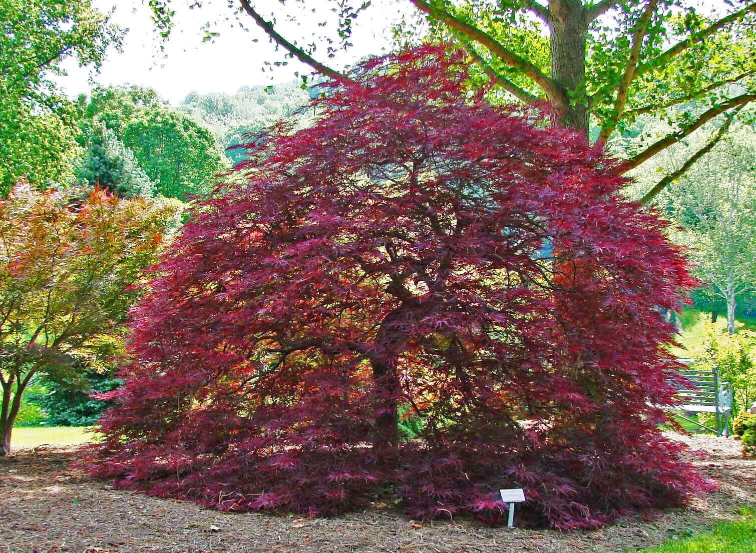 red dragon japanese maple