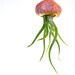 Handmade jellyfish airplant holder // air plant holder, airplants, polymer clay jellyfish, ocean decor, nautical decor, caput medusae, kawai