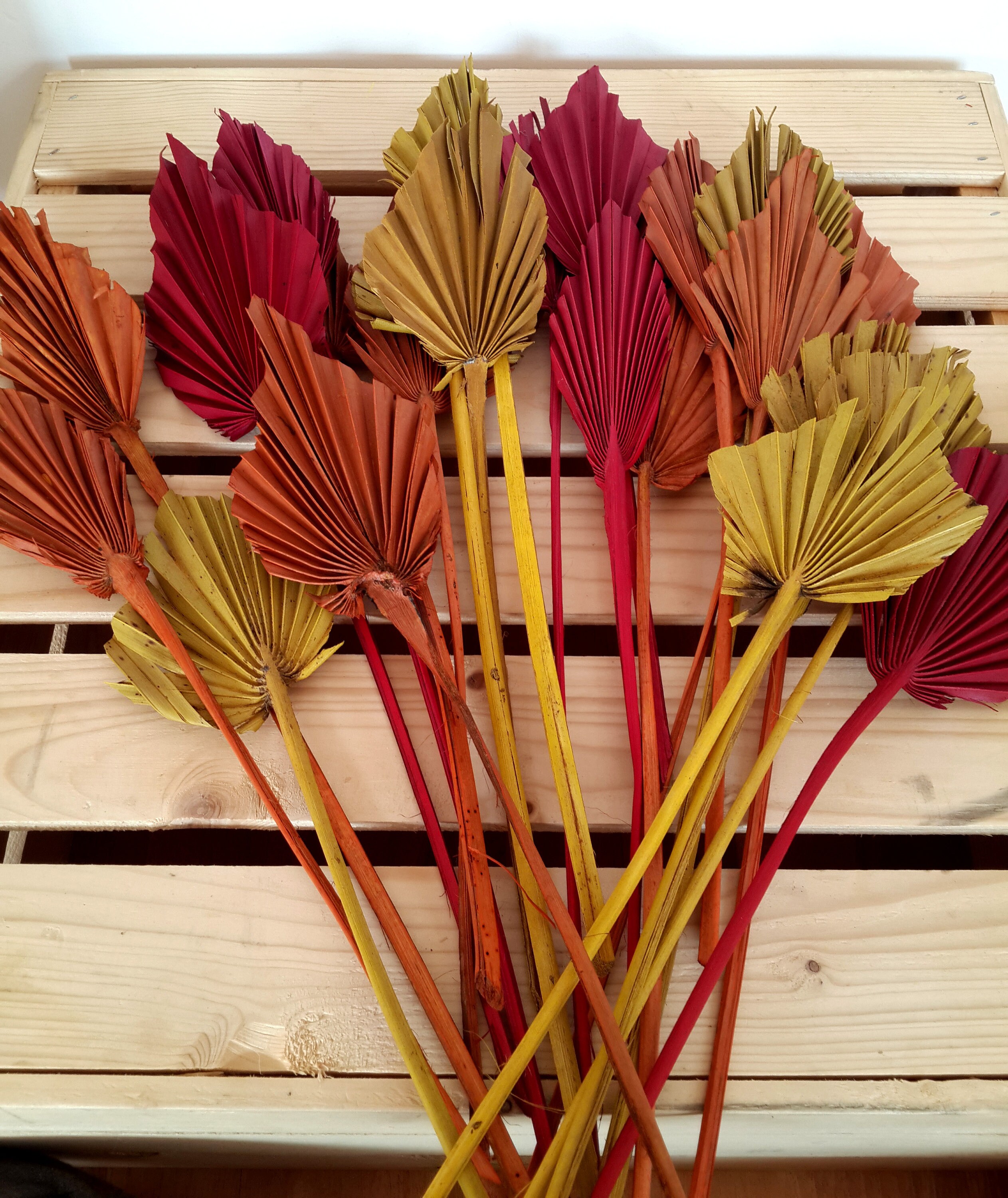 Mini Palm Leaves WHOLESALE Dried Leaves Bulk Palm Tree