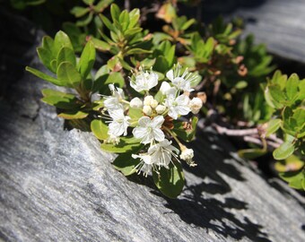 Greenland Moss Essential Oil (Ledum groenlandicum) Labrador Tea Organic Greenland Moss Ledum Essential Oil