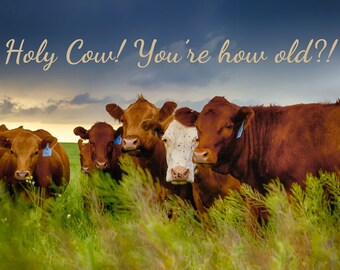 Holy Cow! You're How Old? (Happy Birthday Card)