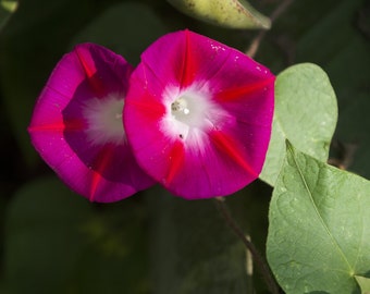 Ipomea, Morning Glory Scarlet O'hara 20 Seeds