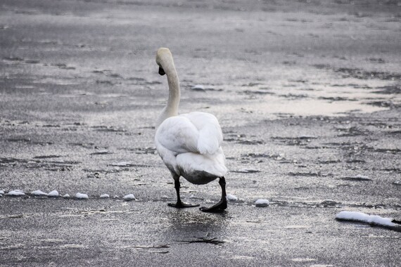 Swan Photography - No One wants to Play!, Swan, Wildlife Photography, Swan Print, Swan Photo, swan art, swan decor, pond photography