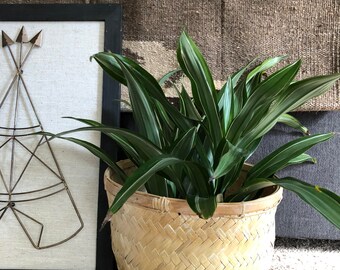 Wood wicker planter basket