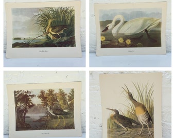 SET, Audubon Prints bird prints Baltimore Oriole print Roger Tory Peterson wall decor