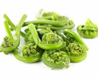 1 Quart Fresh Maine Fiddleheads, Free Shipping.