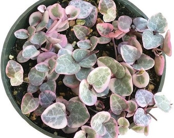 String of Hearts Succulent VARIEGATED Plant Ceropegia Woodii Pink Exotic Succulent Rooted Rare Plant Live Plant String of Hearts Plant