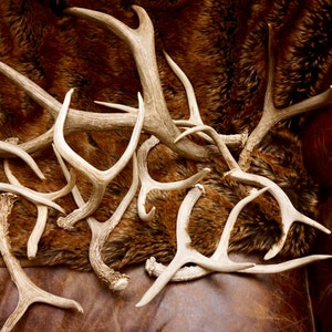 Whole Small Forked 2 & 3 Point Deer Antlers: ONE (1) 9" - 12" long Naturally Shed Deer Antlers Forks, Furniture, Tribal, Jewelry, Crafts