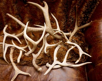 Whole Small Forked 2 & 3 Point Deer Antlers: ONE (1) 9" - 12" long Naturally Shed Deer Antlers Forks, Furniture, Tribal, Jewelry, Crafts