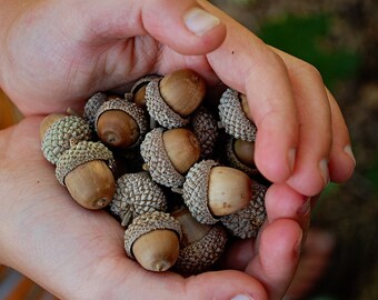 Real Acorns from Utah 25 in Set | Fall Decor DIY Craft Supplies | Fall wreaths DIY | Thanksgiving Table Decorations | Set of 25 | SALE