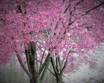 Pink Cherry Blossoms, Pink Cherry Blossom Tree, Pink Cherry Blossom Tree Photograph, Pink Cherry Blossom Tree Canvas Print #28