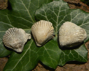 Set of Brachiopod Fossils (Kallirhynchia), 13g total