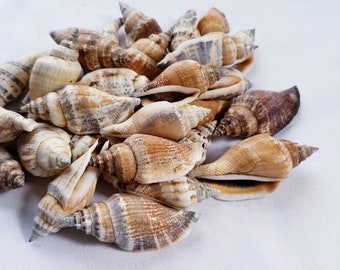 Bulk, small, conch sea shell, bag of 30, wedding, craft, home decor, naturals,