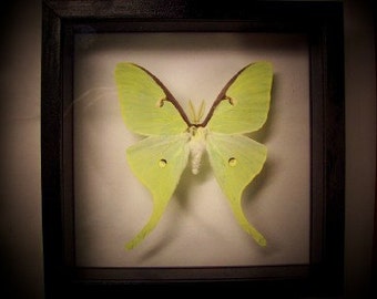 Luna Moth ( American Moon Moth )