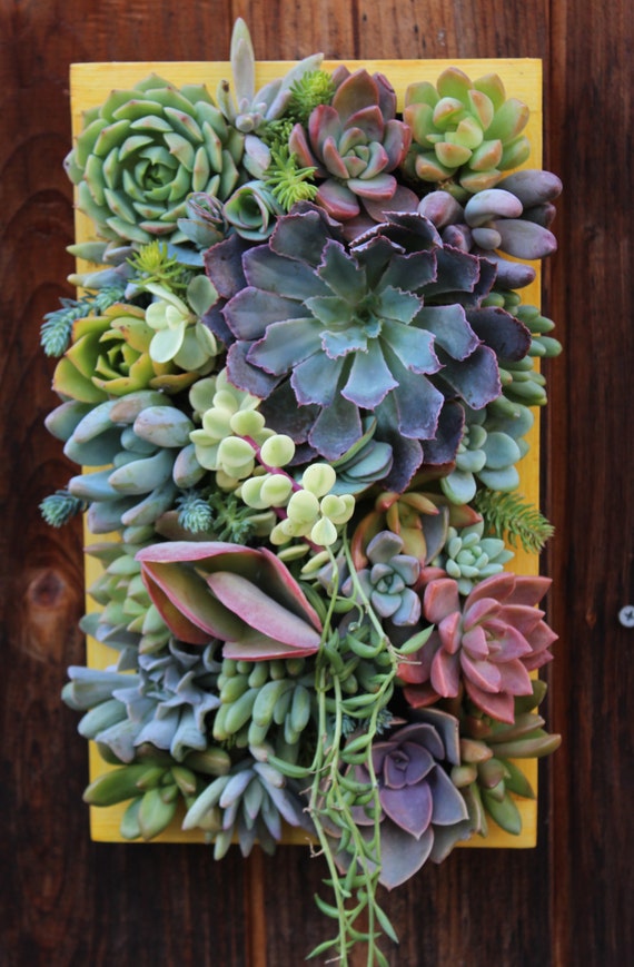 SALE 12 x 7Custom Succulent Vertical Garden