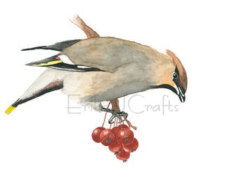 Bohemian Waxwing bird with red berries watercolor painting, watercolor print, home art, decor, nature