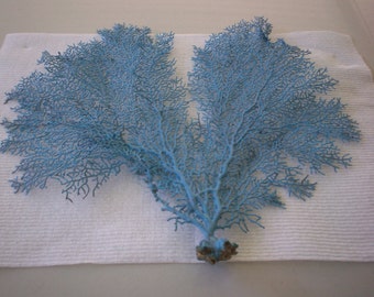 Sea Fan dyed Island Splash color (Ea).