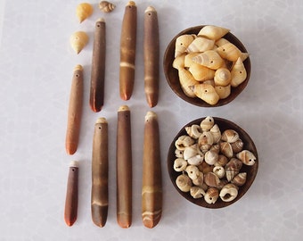 115 Pc Sea Shell Seaside Mix of Shells and Sea Urchin Sticks Assorted Sizes