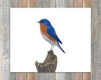 Eastern Bluebird Bird Print