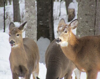 whitetailed deer essay White-tailed deer, odocoileus virginianus, are a distinctive sight in the american landscape, but they’re also a much more common sight than is natural human action has led to much higher populations of deer in some areas, and this might have had an impact on local plant life speakers at a 2016 . whitetailed deer essay White-tailed deer, odocoileus virginianus, are a distinctive sight in the american landscape, but they’re also a much more common sight than is natural human action has led to much higher populations of deer in some areas, and this might have had an impact on local plant life speakers at a 2016 .