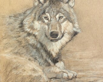 Wolf Sketch (Daily Study): Original Sketch