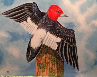 Red Headed Woodpecker