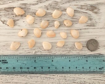 Pink Bivalves from Tampa Bay (lot of 20)