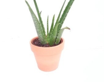 Aloe Vera - Medicine Plant - Burn Plant - Miracle Plant (FREE SHIPPING)