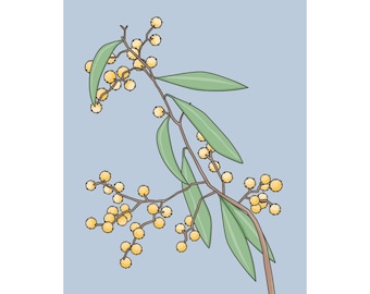 Clip Art Australian flowers callistemon wattle ecalyptus Big