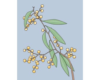 Clip Art Australian flowers callistemon wattle ecalyptus Big