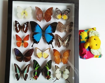 3D Set Rare Real 14 Mounted Blue Butterfly Specimen Swallowtail Papillo Ulysses Butterflies Art in Framed Bugs Taxidermy Wall Display Glass
