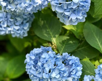 Les Fleurs #18 Hydrangea Photograph