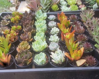 Mini succulent plants wedding favors DIY projects.Plants only no pots included unless requested